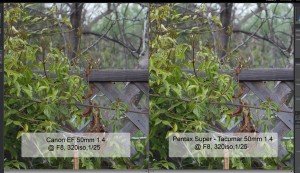 Canon EF 50mm vs. Vintage Pentax Super Takumura 50mm