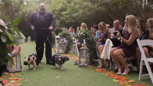 dogs go down the aisle